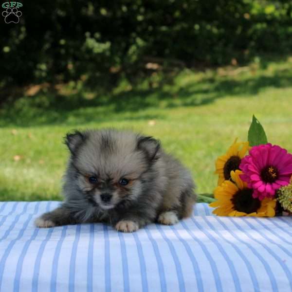 Lopez, Pomeranian Puppy